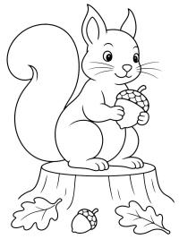 Eichhörnchen mit Eichel