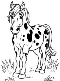 Appaloosa pferd