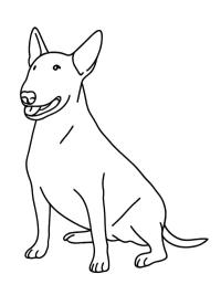 Bullterrier