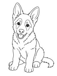 Deutscher Schäferhund Welpe
