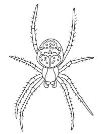 Gartenkreuzspinne