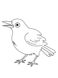 Amsel